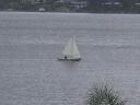 â€œThe Green Geckoâ€ on the Saint Lucie River