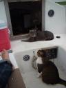 Cutie Pie and Puddy Cat onboard “Carpe Diem” in November 2006